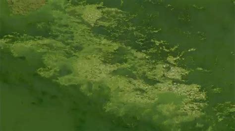Public warned of toxic algae bloom at Los Angeles County lake